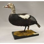 A stuffed and mounted American/Comb Duck standing on a moss covered black base,