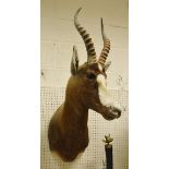 A stuffed and mounted Blesbock,