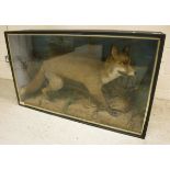 A stuffed and mounted Fox with Pheasant prey in naturalistic setting,