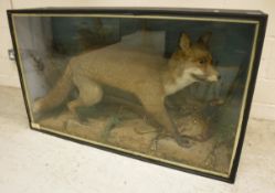 A stuffed and mounted Fox with Pheasant prey in naturalistic setting,