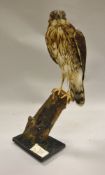 A stuffed and mounted adult Cooper's Hawk on a stump, raised on a black base,