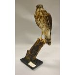 A stuffed and mounted adult Cooper's Hawk on a stump, raised on a black base,