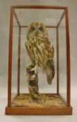 A stuffed and mounted Tawny Owl raised on a wooden stump in a naturalistic setting,