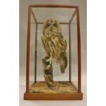 A stuffed and mounted Tawny Owl raised on a wooden stump in a naturalistic setting,