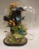 A stuffed and mounted collection of three exotic birds comprising a Parakeet,