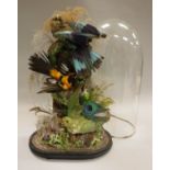 A stuffed and mounted collection of three exotic birds comprising a Parakeet,