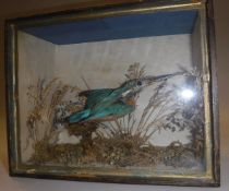 A stuffed and mounted Kingfisher in naturalistic setting,