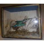 A stuffed and mounted Kingfisher in naturalistic setting,
