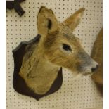 A stuffed and mounted Chinese Water Deer, head and neck,