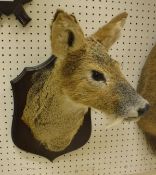 A stuffed and mounted Chinese Water Deer, head and neck,