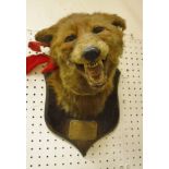 A stuffed and mounted Fox mask by Peter Spicer of Leamington,