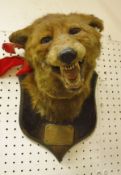 A stuffed and mounted Fox mask by Peter Spicer of Leamington,
