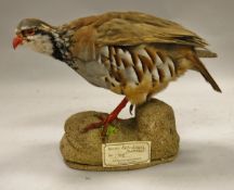 A stuffed and mounted French/Red-Legged Partridge standing on a rock,