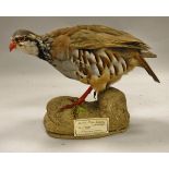 A stuffed and mounted French/Red-Legged Partridge standing on a rock,