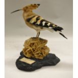 A stuffed and mounted Hoopoe standing on a desert rose sand rock to a black base,