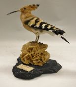 A stuffed and mounted Hoopoe standing on a desert rose sand rock to a black base,