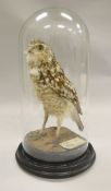 A stuffed and mounted Burrowing Owl, housed under a glass dome,