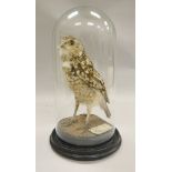 A stuffed and mounted Burrowing Owl, housed under a glass dome,