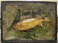 A stuffed and mounted Perch in naturalistic setting, housed in a glass fronted display case,