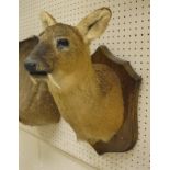 A stuffed and mounted Chinese Water Deer Stag, head and shoulders, raised on a shield-shaped mount,