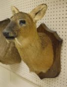 A stuffed and mounted Chinese Water Deer Stag, head and shoulders, raised on a shield-shaped mount,