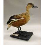 A stuffed and mounted Australian Wandering Whistling Duck raised on a black mossy base,