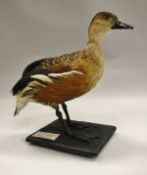 A stuffed and mounted Australian Wandering Whistling Duck raised on a black mossy base,