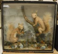 A pair of stuffed and mounted Red Squirrels in naturalistic setting,