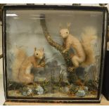 A pair of stuffed and mounted Red Squirrels in naturalistic setting,