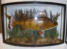 A stuffed and mounted Perch, 3 lbs,