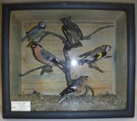 Five stuffed and mounted British birds to include a Winchat with open wings, a Blue Tit, Bullfinch,