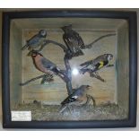 Five stuffed and mounted British birds to include a Winchat with open wings, a Blue Tit, Bullfinch,