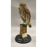 A stuffed and mounted Little Owl, mounted on a stump, raised on a black base,