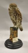 A stuffed and mounted Little Owl, mounted on a stump, raised on a black base,