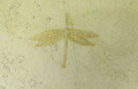 A fossilised Dragonfly from the Jurassic period (140 million years),