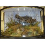 A pair of stuffed and mounted Nightjars in naturalistic setting,