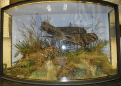 A pair of stuffed and mounted Nightjars in naturalistic setting,