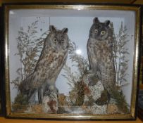 A pair of stuffed and mounted Victorian Long-Eared Owls in a naturalistic setting,