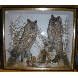 A pair of stuffed and mounted Victorian Long-Eared Owls in a naturalistic setting,