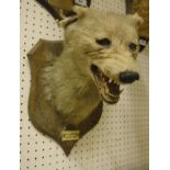 A stuffed and mounted Fox mask by P Spicer & Sons, bears impressed mark to verso of plaque,