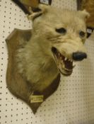 A stuffed and mounted Fox mask by P Spicer & Sons, bears impressed mark to verso of plaque,