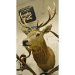 A stuffed and mounted 13 pointer Red Deer Stag,