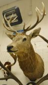 A stuffed and mounted 13 pointer Red Deer Stag,