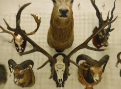 A set of 14 pointer Red Deer antlers mounted on a carved wooden shield, inscribed "Matra Domozlo 22.