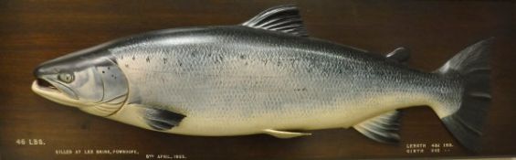 A cast of a Salmon mounted on a rectangular wooden plaque,