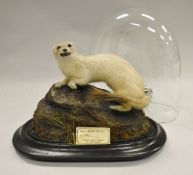 A stuffed and mounted White Stoat on a rock, housed under an oval glass dome,