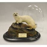 A stuffed and mounted White Stoat on a rock, housed under an oval glass dome,