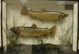 Two stuffed and mounted Loch Trout, 6 lbs, in naturalistic setting,