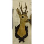 A stuffed and mounted Roe Deer, head, neck and shoulders,