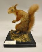 A stuffed and mounted Red Squirrel holding a nut raised on a square black base,